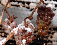 icewinegrapes.jpg