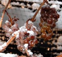 A Cheaper Alternative to Natural Ice Wine icewinegrapes.jpg