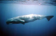 spermwhale.jpg