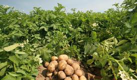 potatofield2-10.jpg