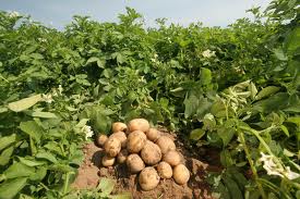 potatofield2-10.jpg