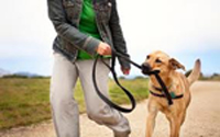 Are You A Dog Walker? dogwalker.jpg