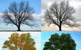 4seasons.jpg