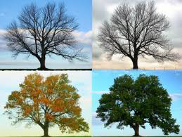 A Brew for Every Season 4seasons.jpg