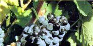 tempranillo.jpg
