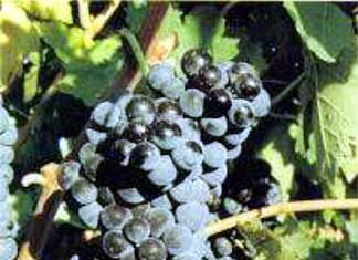 Tempranillo Comes to New York and San Francisco tempranillo.jpg
