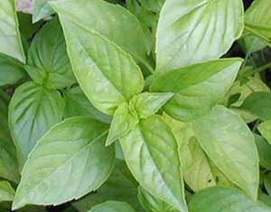 A Sweet and Savory Spirit from Square One basil.jpg
