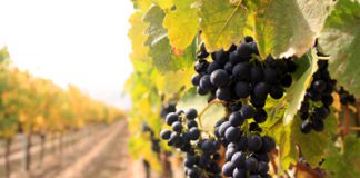 https://www.barbizmag.com/images/new/grapes.jpg