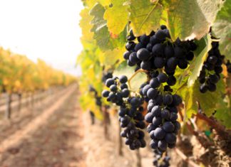 https://www.barbizmag.com/images/new/grapes.jpg