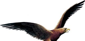 Branca Fernet-Branca