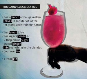 bougainvillea mocktail recipe The Cape