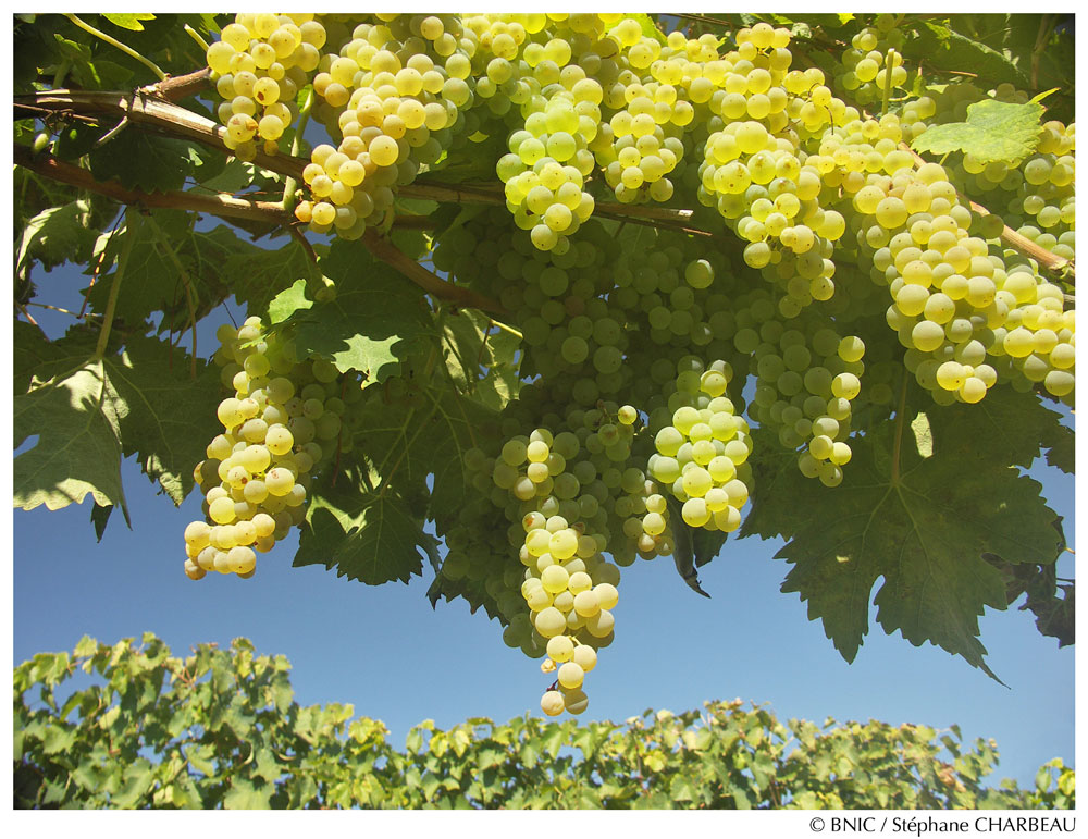 cognac ugni-blanc grapes