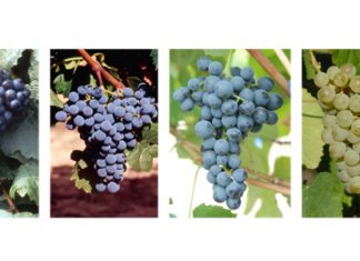 Bordeaux Receives National Approval to Introduce Six New Red and White Grape Varieties in 2021 Bordeaux
