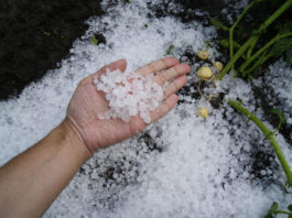 hail damage hail storm society insurance