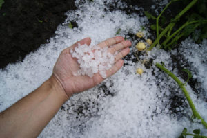 hail damage hail storm society insurance